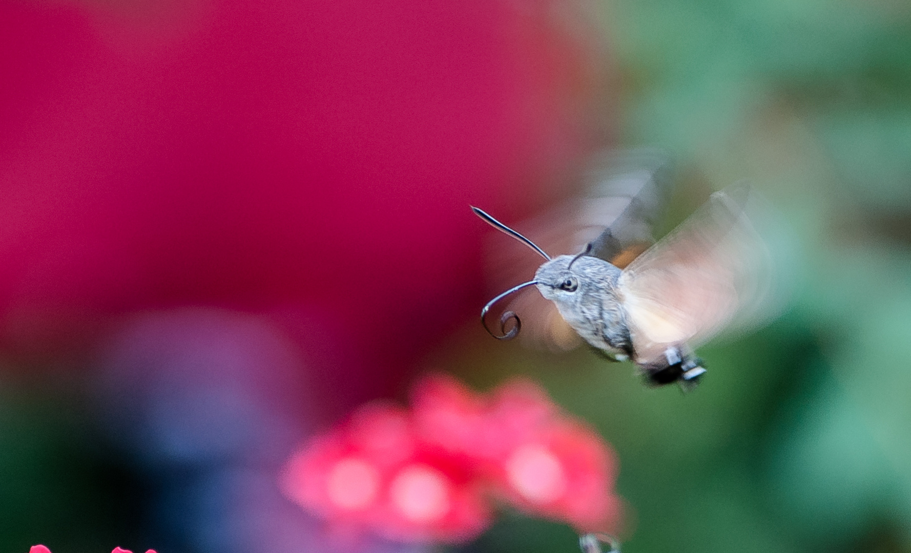 Hessischer Kolibri...