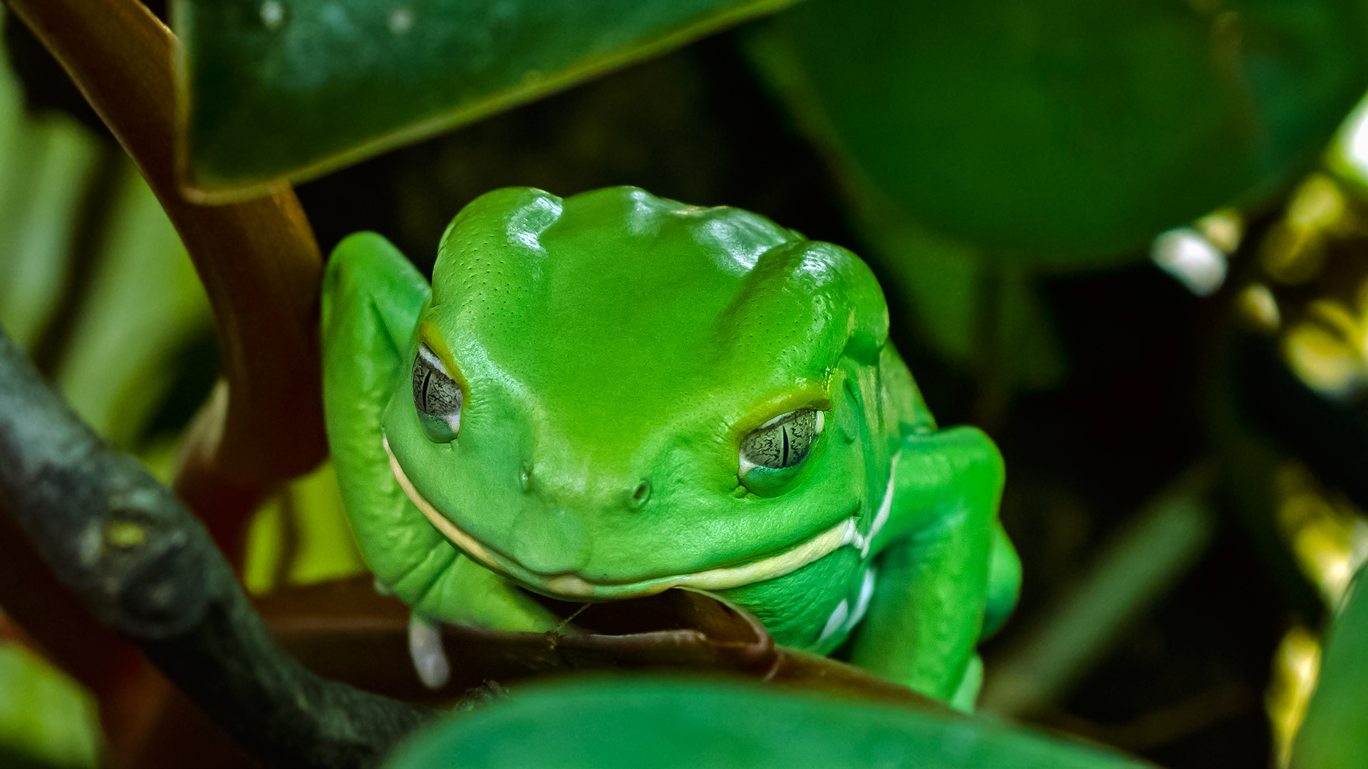 Hessischer MAKIFROSCH