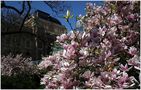 hessisches staatstheater im frühling von Doris K