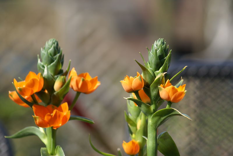 het eerste bloemetje in lente 2007