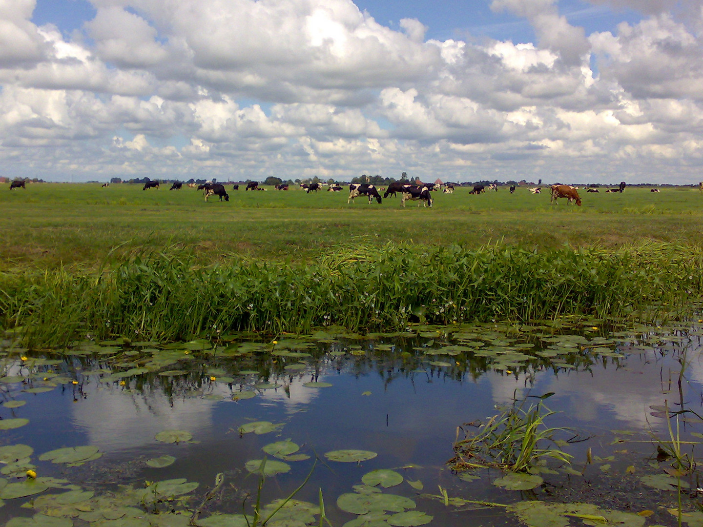 Het Friese landschap