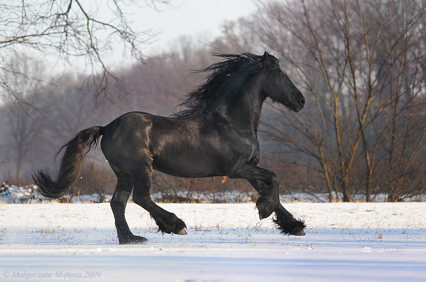 Het Friese Paard ) Foto & Bild tiere, haustiere, pferde, esel, maultiere Bilder auf