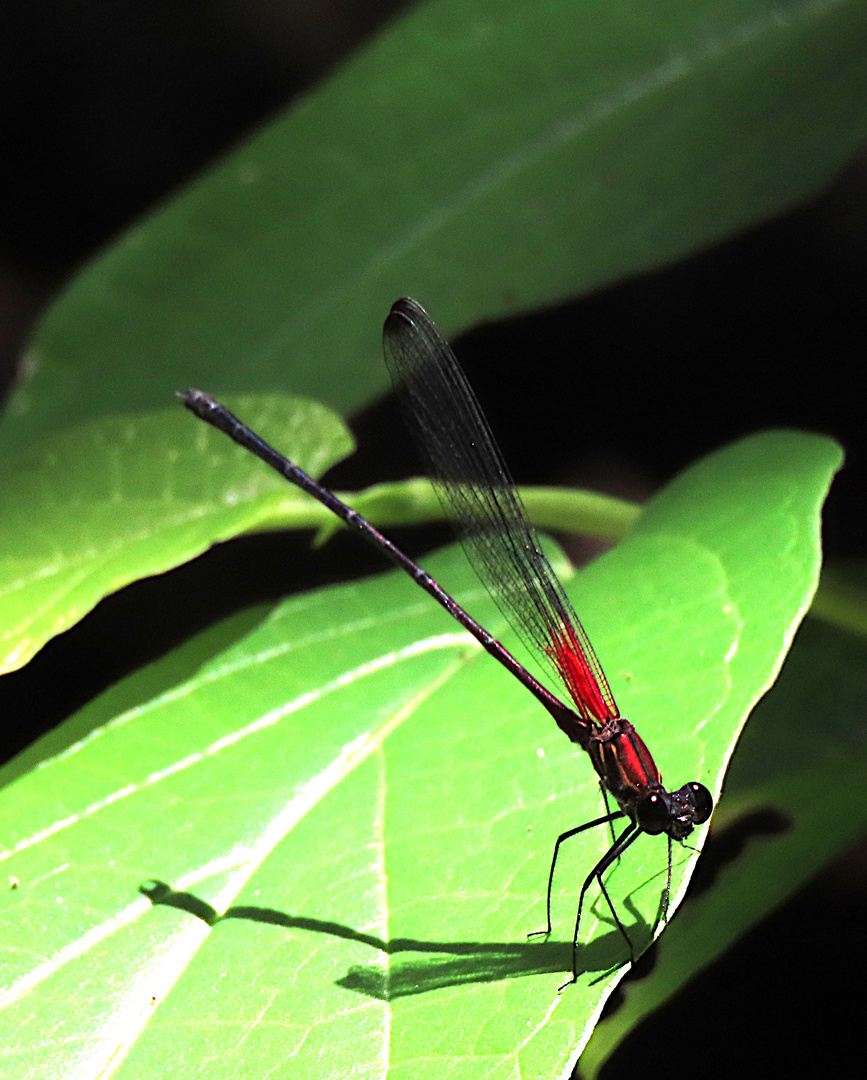 Hetaerina cf. fuscoguttata