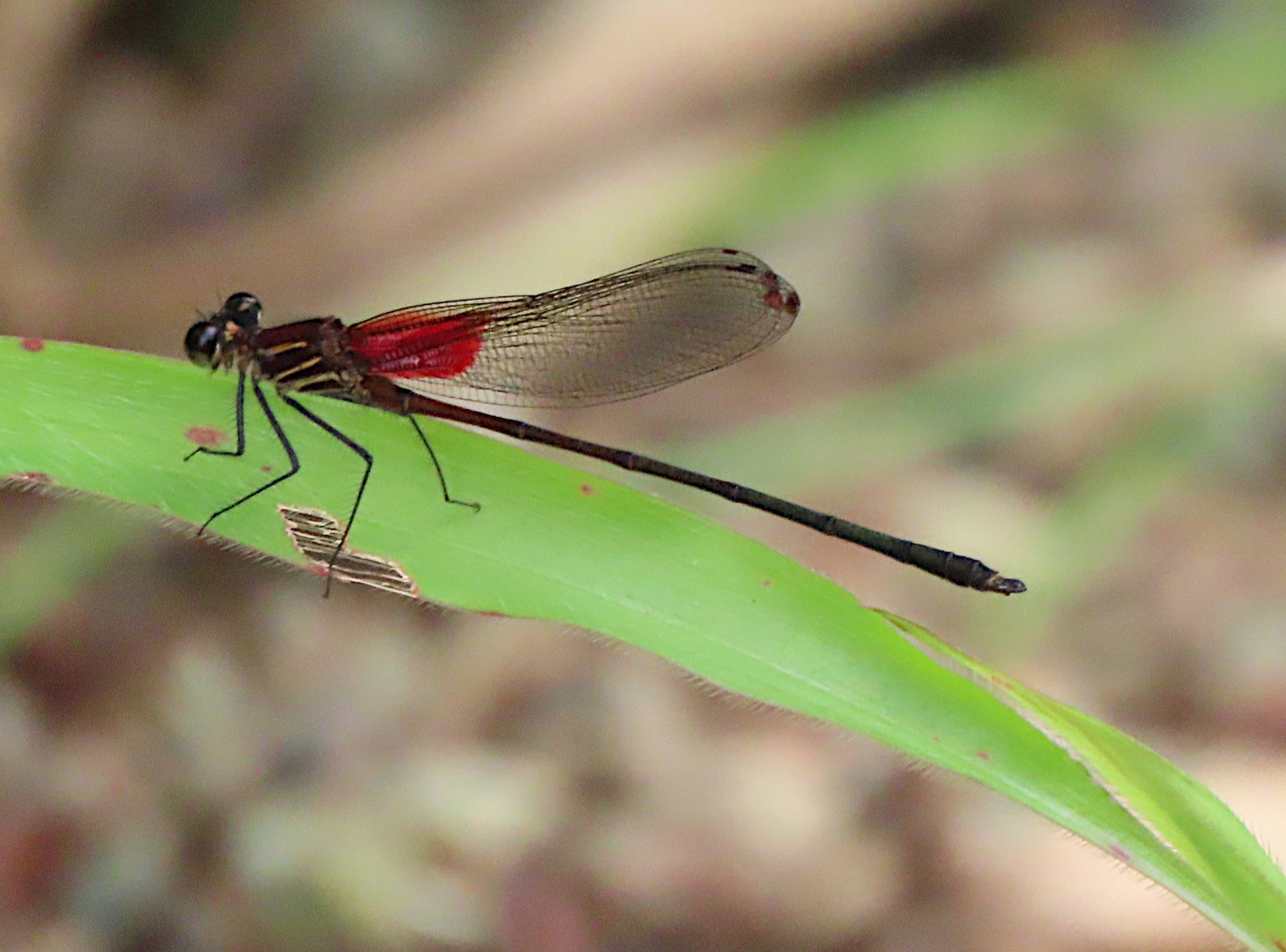 Hetaerina cf. occisa 