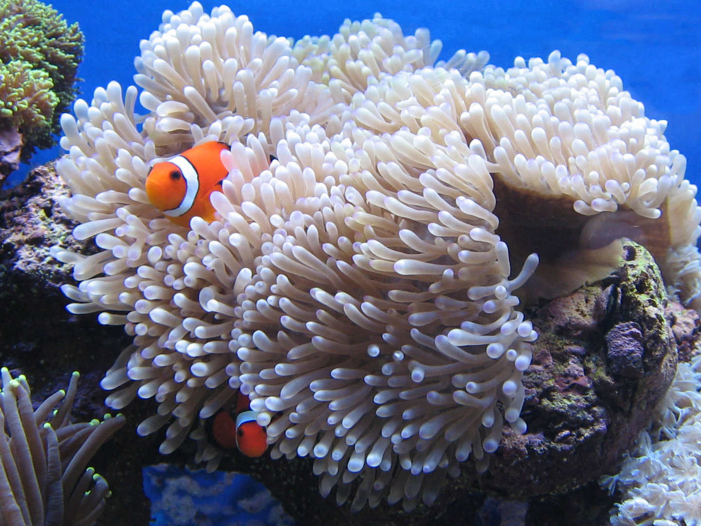 Heteractis magnifica mit Amphiprion ocellaris