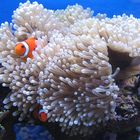 Heteractis magnifica mit Amphiprion ocellaris