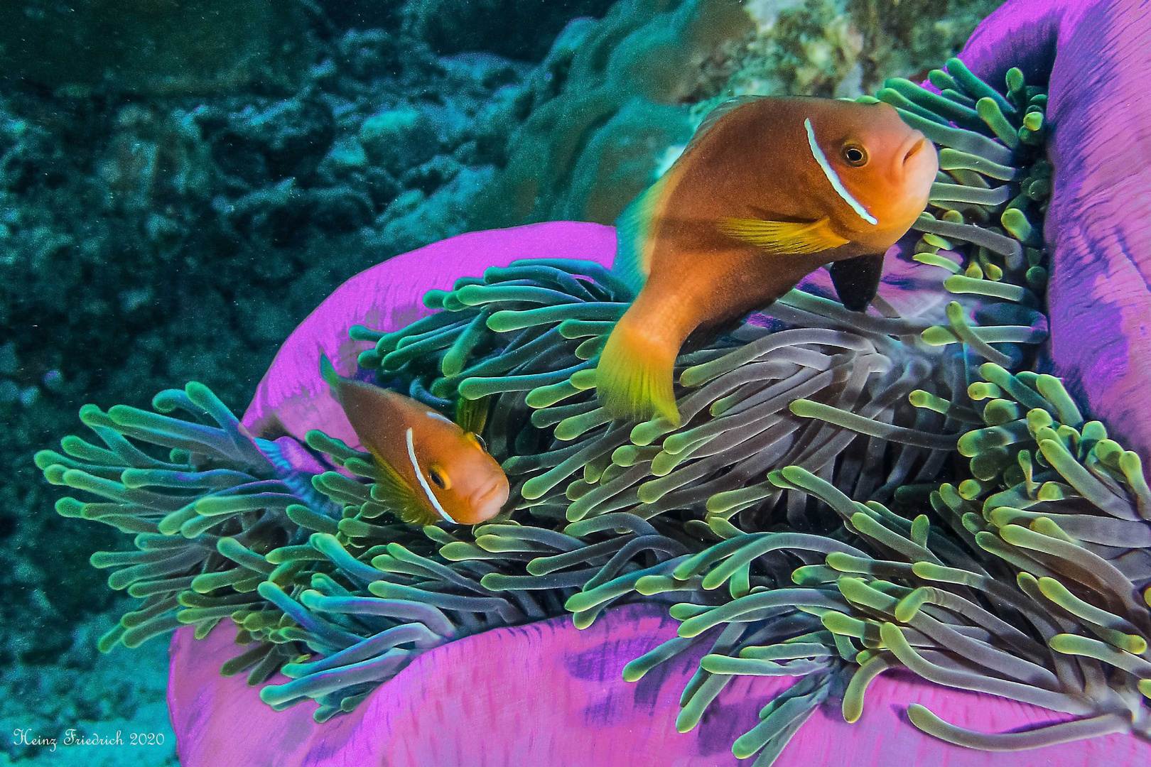 Heteractis magnifica und Amphiprion