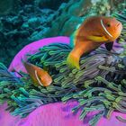 Heteractis magnifica und Amphiprion