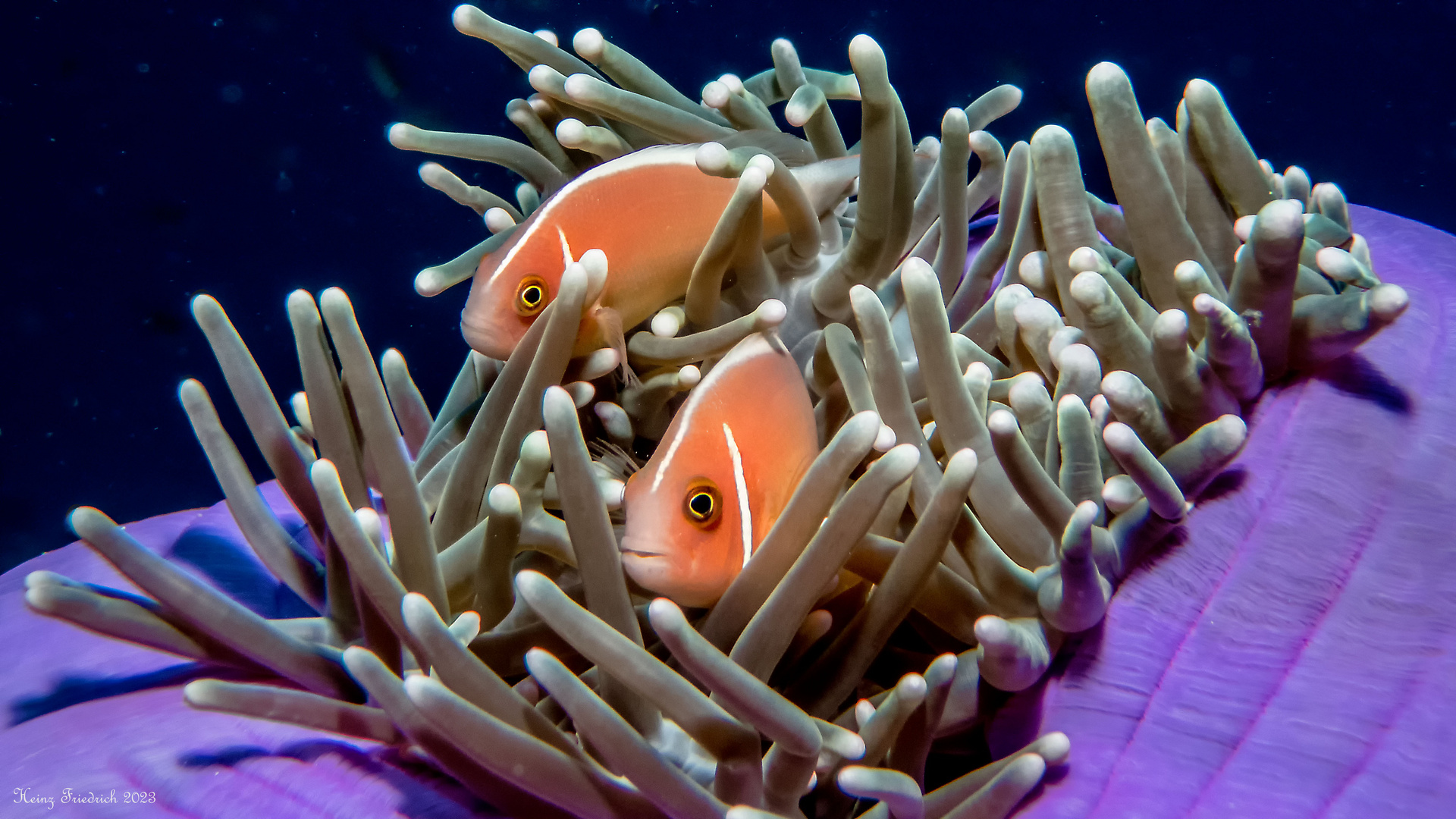 Heteractis magnifica und Amphiprion akallopisos Indischer Weißrücken-Clownfisch