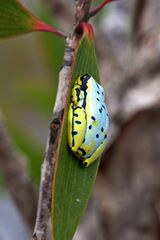 Heterixalus oder Riedfrosch