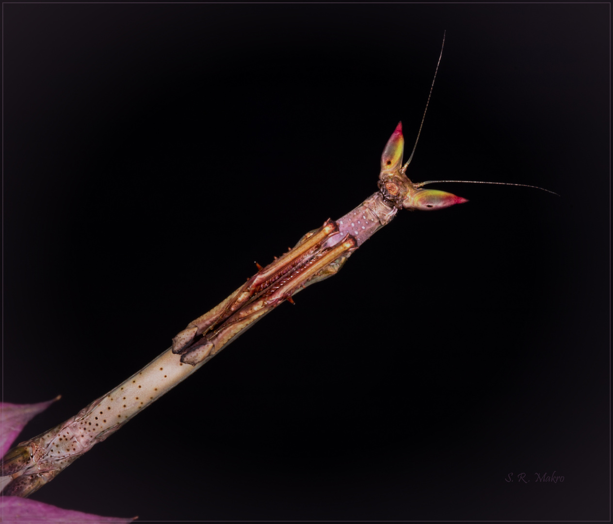 Heterochaeta orientalis (große Astmantis)