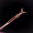 Heterochaeta orientalis (große Astmantis)