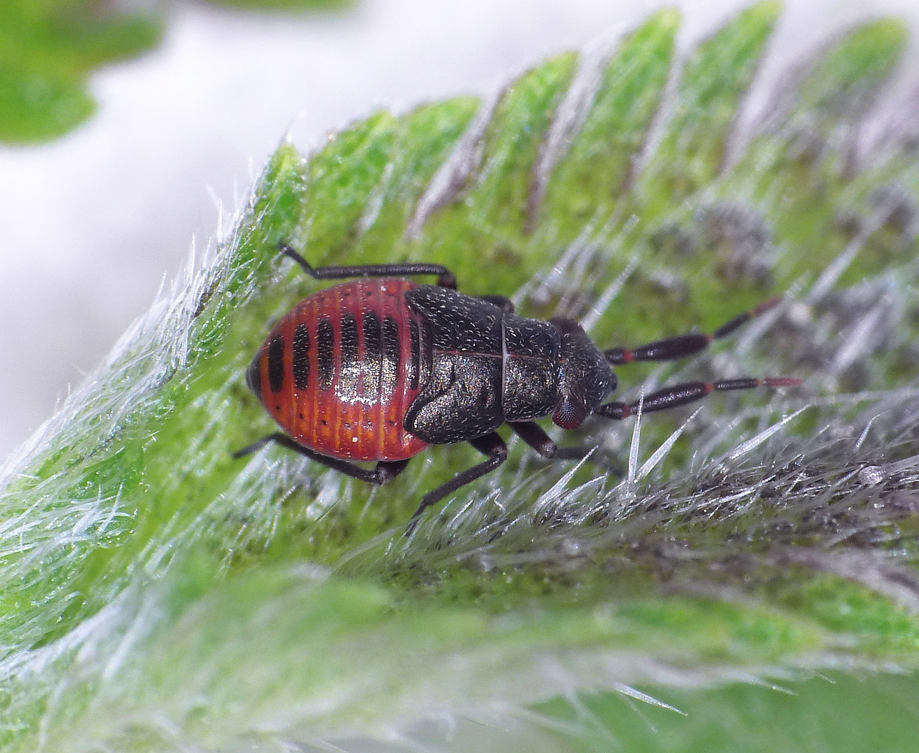 Heterocordylus tumidicornis - Nymphe