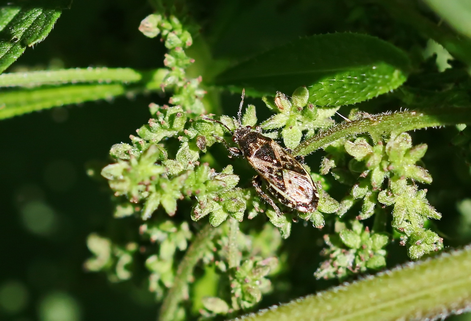 Heterogaster urticae