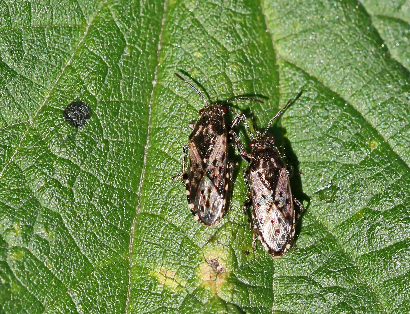 Heterogaster urticae