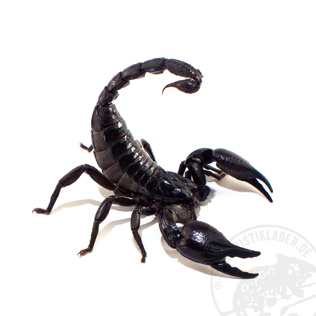 Heterometrus Spec Skorpion Foto Bild Tiere Haustiere Terraristik Bilder Auf Fotocommunity