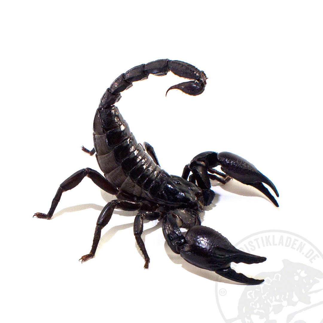 Heterometrus spec. Skorpion