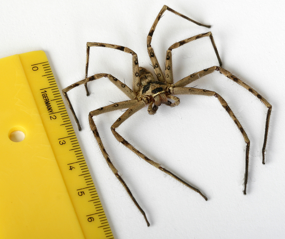 Heteropoda venatoria aus der Familie der Riesenkrabbenspinnen (Sparassidae), ein adultes Männchen