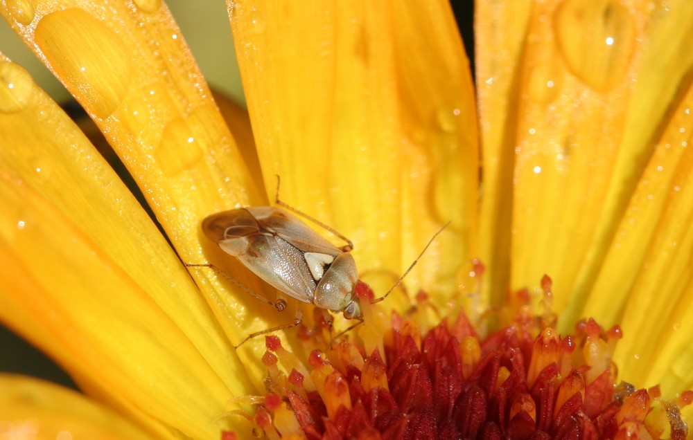 Heteroptera