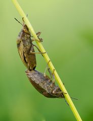 Heteroptera