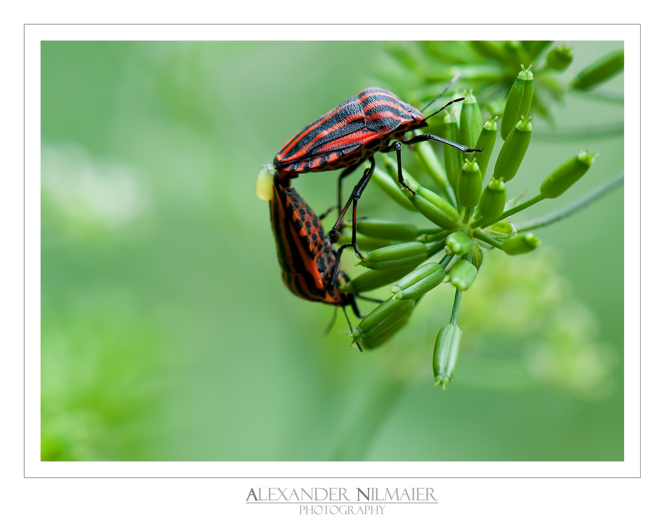 Heteroptera