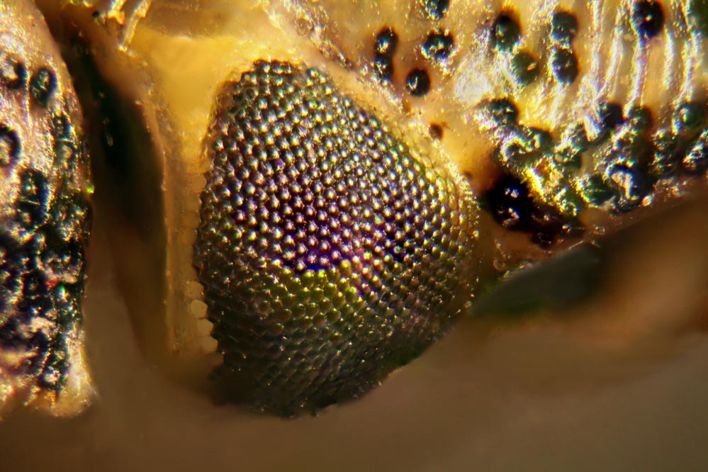 Heteroptera - das Auge - Mikroskopaufnahme