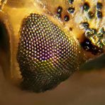 Heteroptera - das Auge - Mikroskopaufnahme