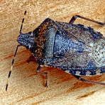 Heteroptera