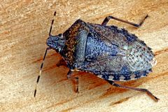 Heteroptera