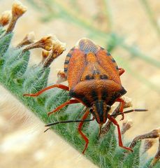 Heteroptera - True bugs