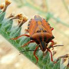 Heteroptera - True bugs