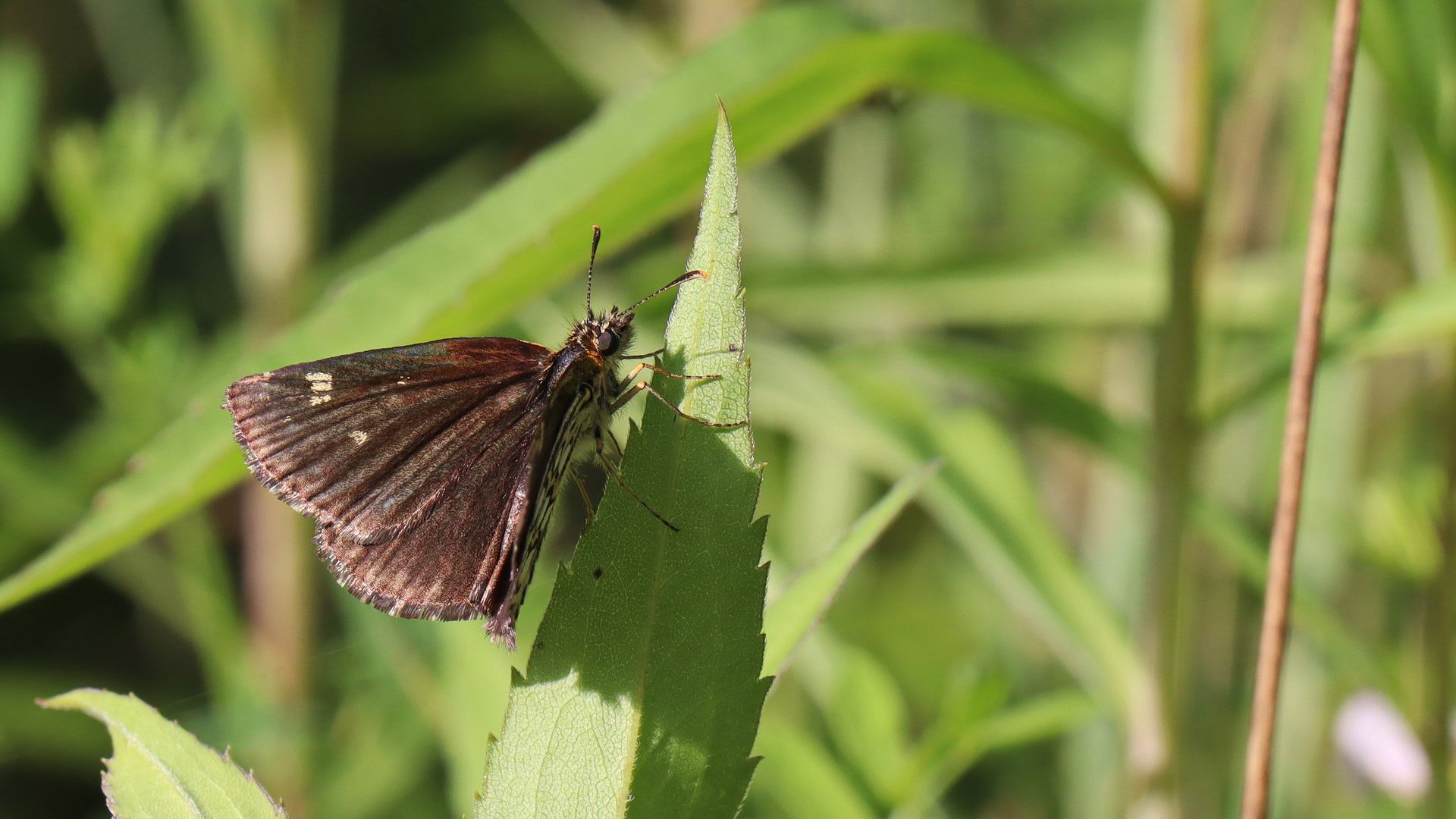 Heteropterus morpheus