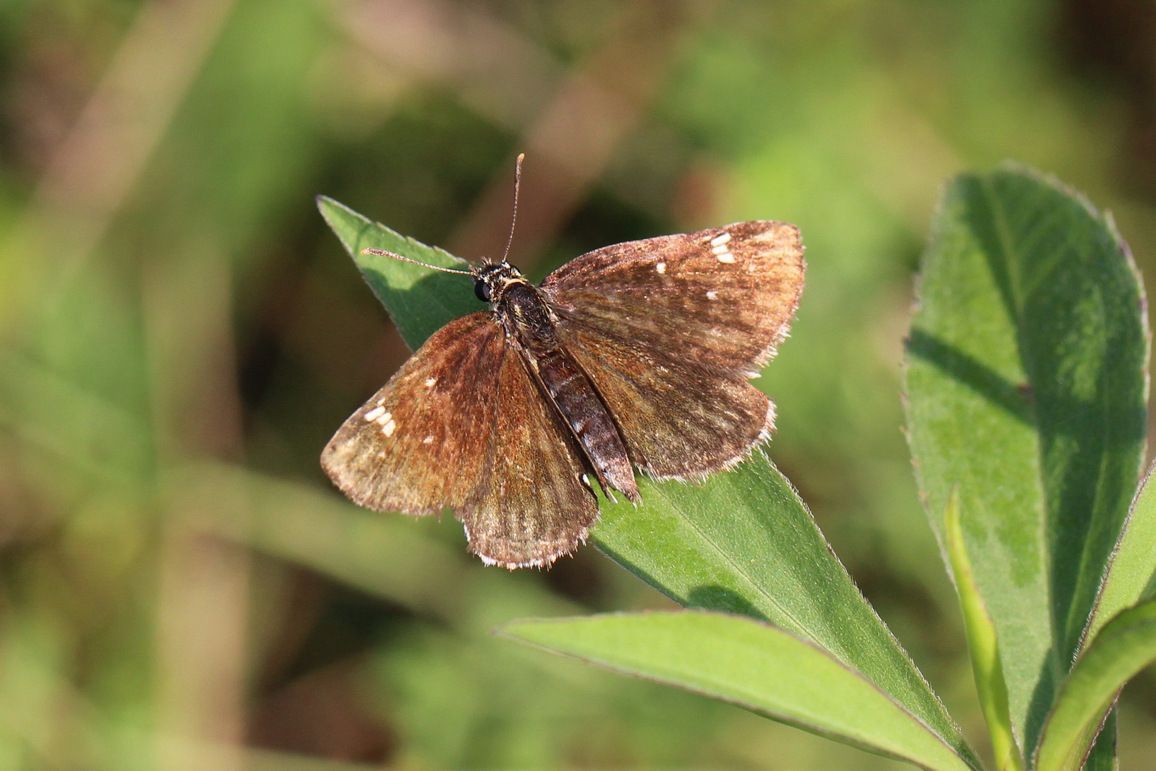 Heteropterus morpheus