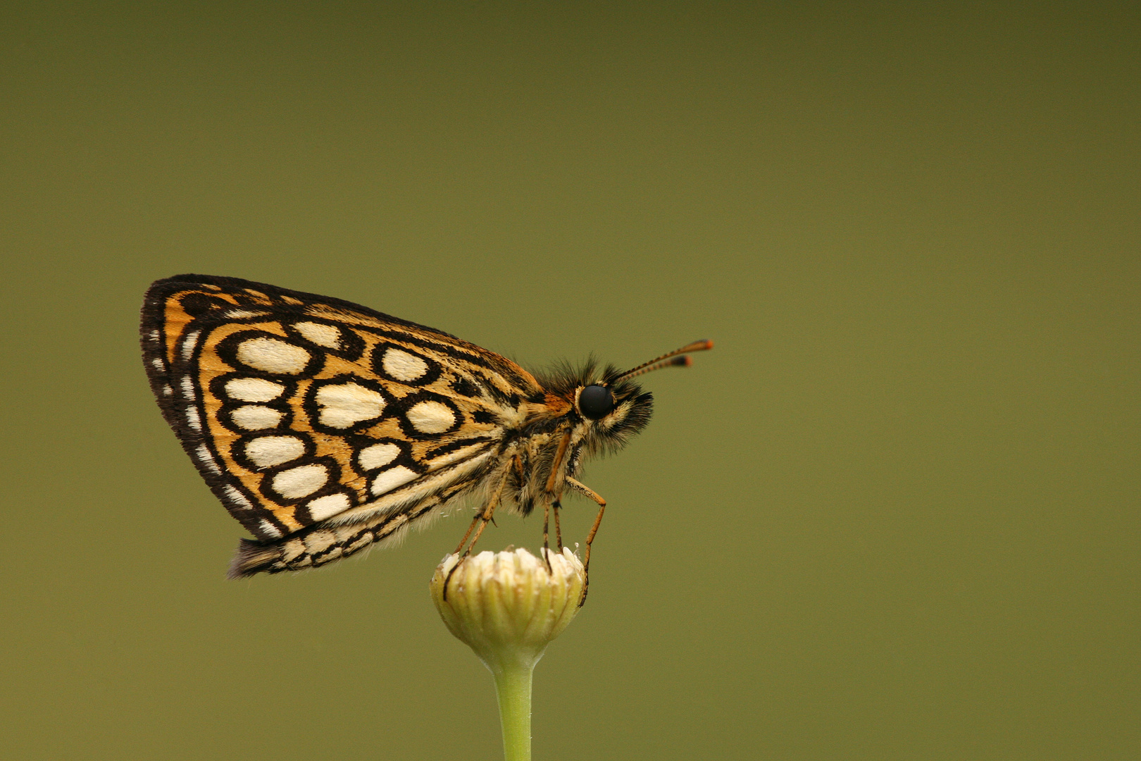 Heteropterus morpheus » Large Chequered Skipper