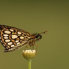 Heteropterus morpheus » Large Chequered Skipper