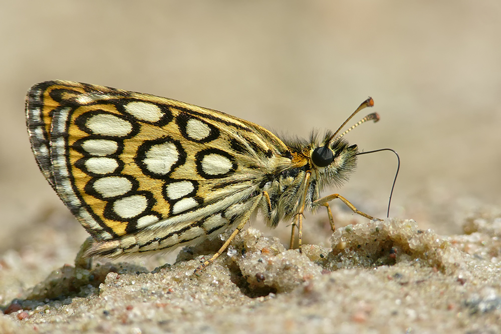 Heteropterus morpheus (Spiegelfleck-Dickkopf)