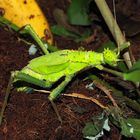 Heteropteryx dilatata (ca. 17 cm lang) bei der Eiablage