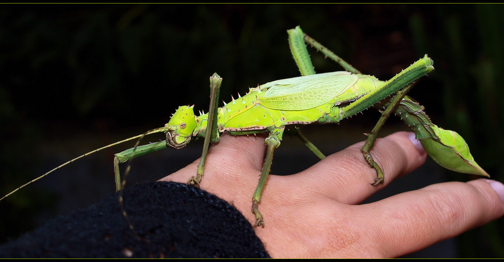 Heteropteryx dilatata Mädel