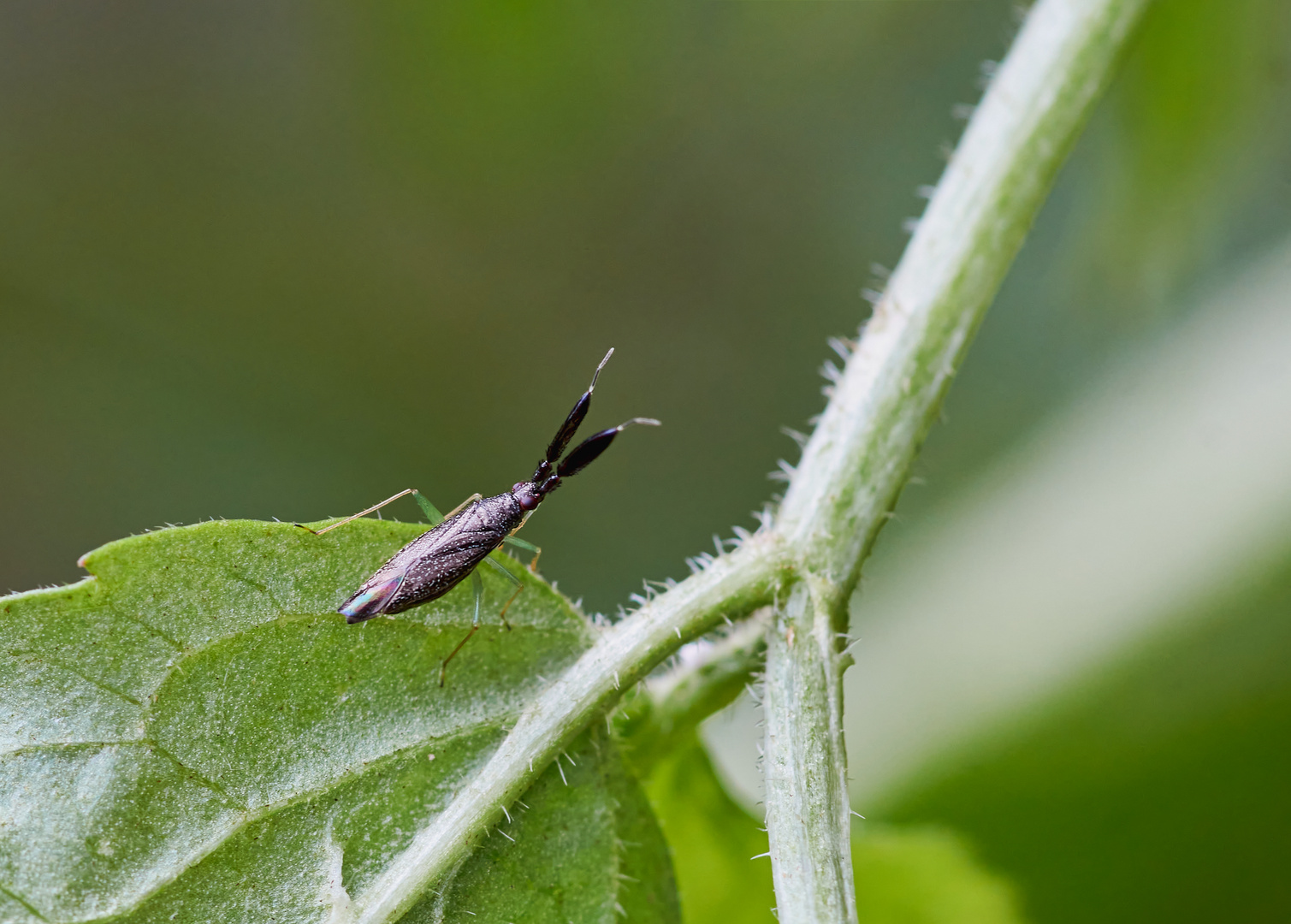 Heterotoma planicornis