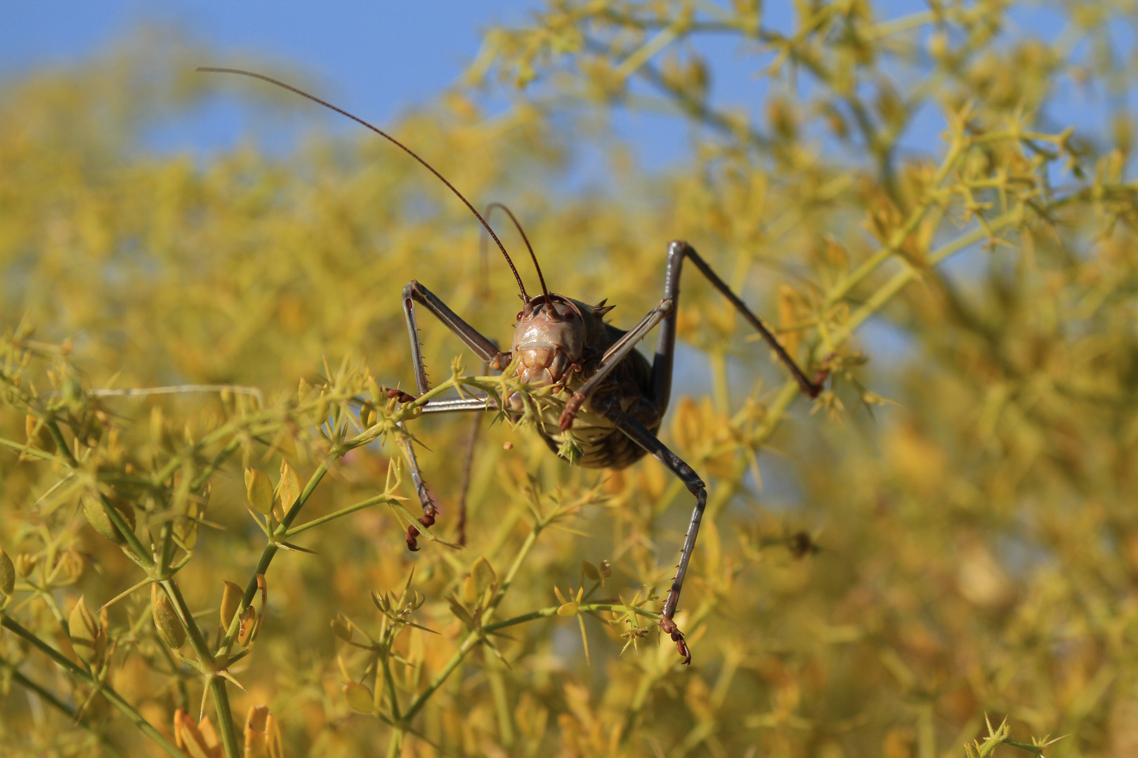 Hetrodinae