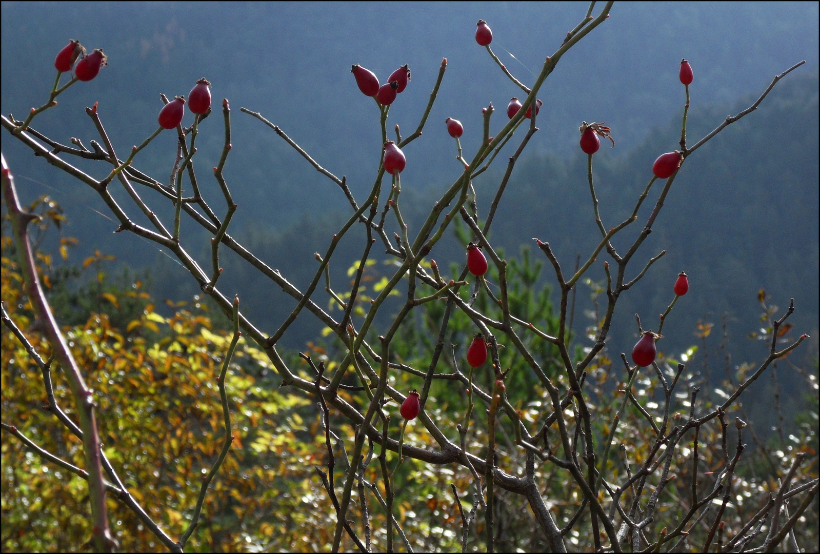 ...Hetscherl..auch ein Schmuckstück im Herbst..