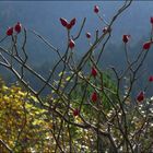 ...Hetscherl..auch ein Schmuckstück im Herbst..