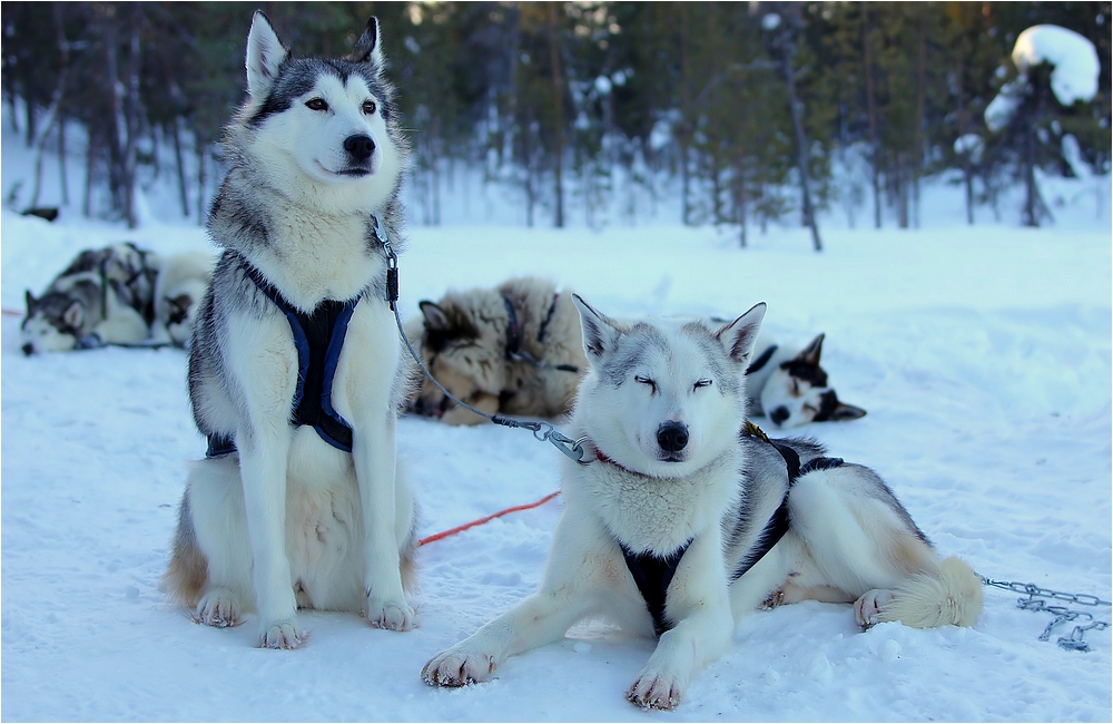 hettahuskies