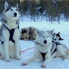 hettahuskies