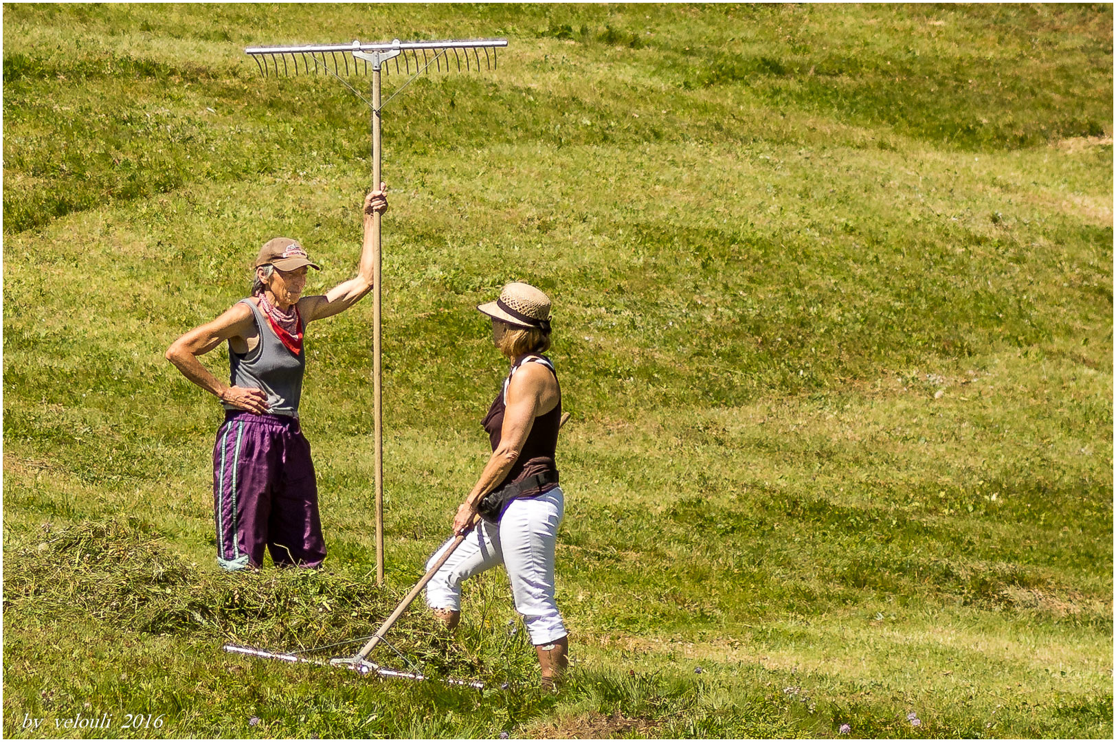 Heu machen auf der Alp