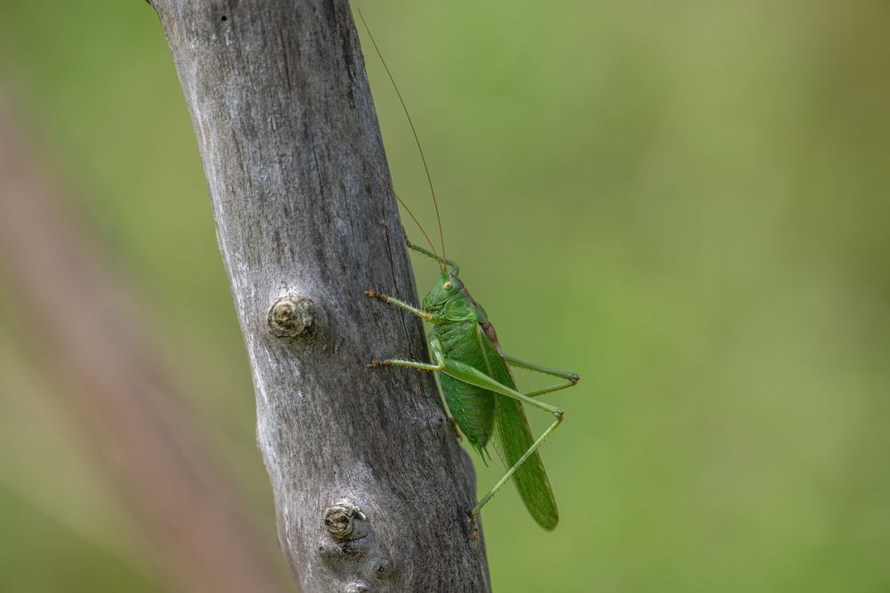 Heu ohne Pferd Foto & Bild tiere, wildlife, gut mydlinghoven Bilder auf