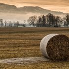 Heuballen im Dornbirner Ried