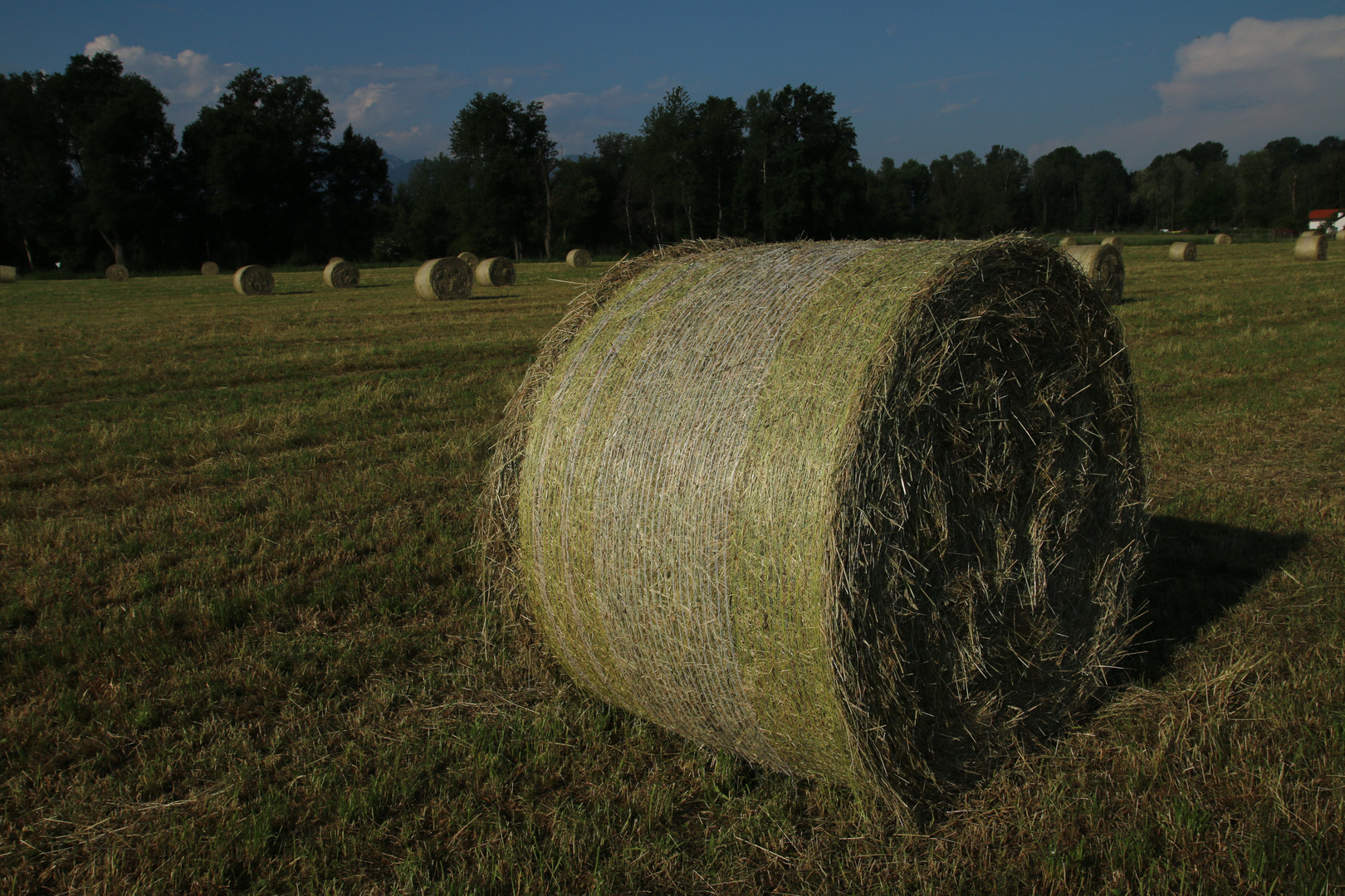 Heuballen im Frühsommer