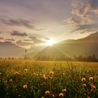 Heublumen Wiese in der Morgendsonne