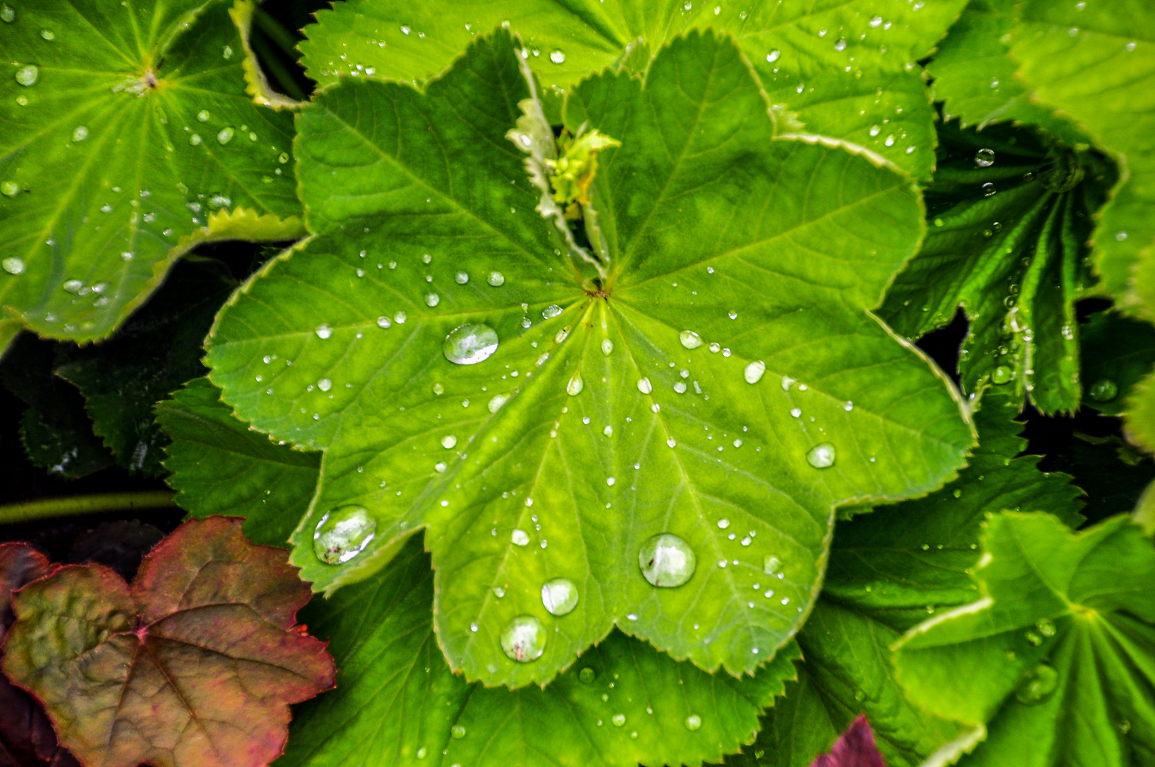 Heuchera